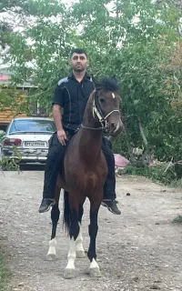 فروش اسب کرد دره شور
