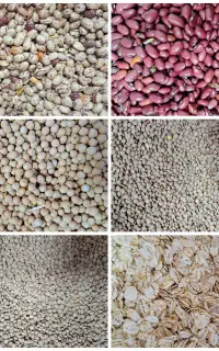 حبوبات (عمده و خرده)