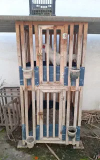 گنجه خروس لاری