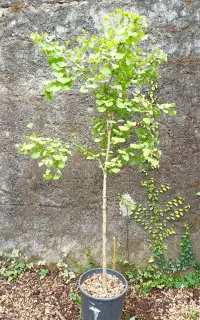 گل و درختچه طبیعی