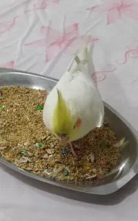 عروس هلندی گمشده مژدگانی ۵ م تومان گردخون