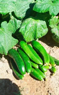 خیار تازه و محلی