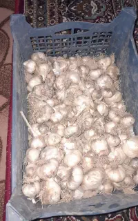 سیر