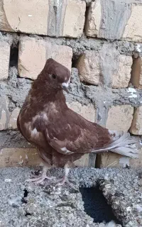 کبوتر
