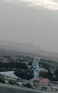 کبوتر معاوضه با فلش و ...