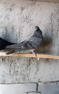 کبوتر