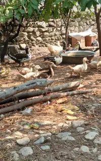 اردک اسرائیلی