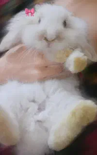 خرگوش لوپ