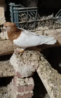 ۵عدد کبوتر  بفروش می‌رسد