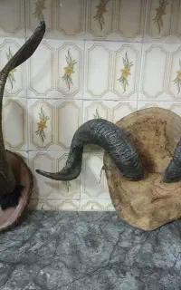 شاخ تزیینی