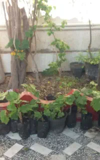 تعدادی‌نهال‌انگور‌بی‌دانه