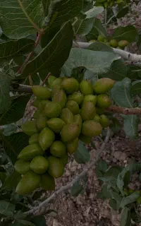 پیوند پسته