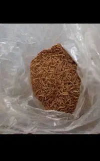 میلورم و...