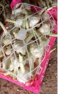 فروش سیر تازه