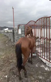 فروش اسب