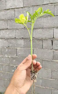 فروش نشا  گوجه‌فرنگی و بادمجان