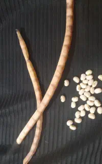ماش تازه