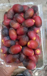رطب خنیزی درجه یک