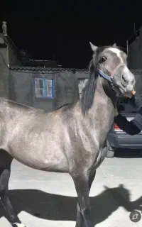 کره مادیان