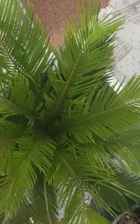 سیکاس. بنفشه و