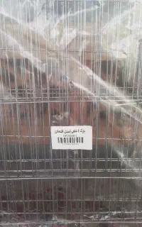 پارک سگ نو
