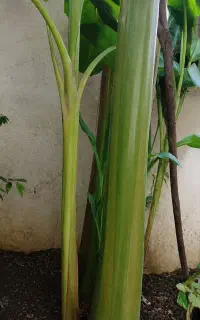 نهال موز