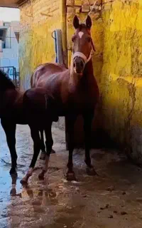 اسب