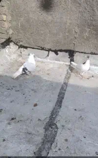 کبوتر کفتر رنگه چپ ساده افغانی