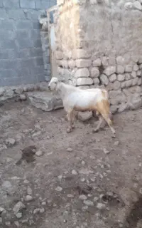 یک عدد پازن سرحال خوب به فروش می رسد
