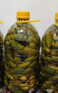 شورینا