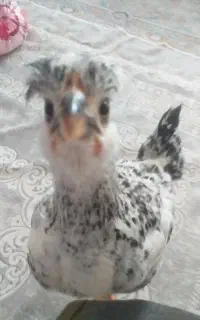 مرغ سلطان کاکولی. دستی خونگی.