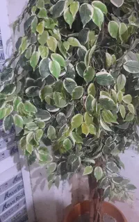 درختچه مصنوعی