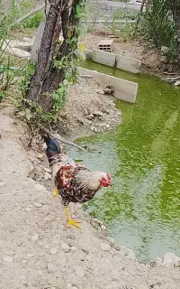 مرغ و خروس باکیفیت