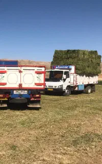 یونجه