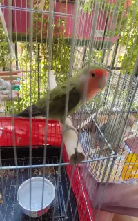طوطی برزیلی نر