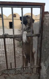 سگ.