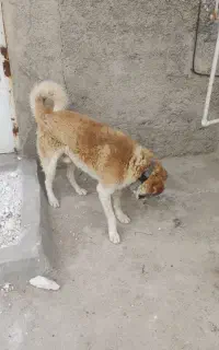 واگذاری سگ نگهبان