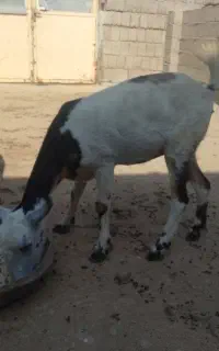 کهره مخصوص داشت جمولی