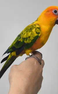 طوطی خورشیدی سانکاریو اصل