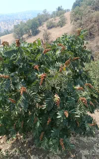 باغ فروشی کندل