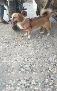 رامهرمز