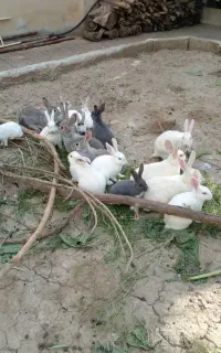 خرگوش