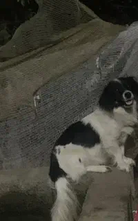 سگ پاکوتاه