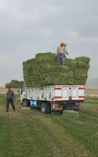 یونجه بسته بندی خشک خشک