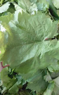برگ انگور تازه ونازک همراه باسبزی محلی دلمه وخورد