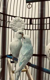 یک جفت مرغ عشق