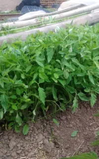 نشا گوجه فرنگی