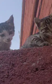 واگذاری بچه گربه