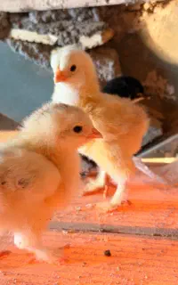 جوجه برهما یک هفته ای