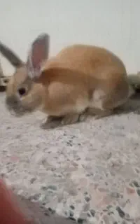 خرگوش